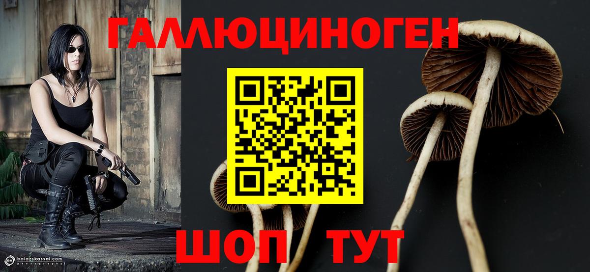 Гусев  Псилоцибиновые грибы MAGIC MUSHROOMS  Вход с VPN 
